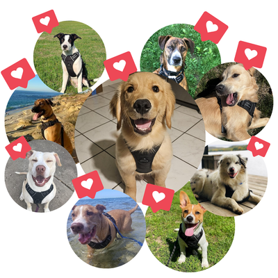 Stories from Real Dog Owners