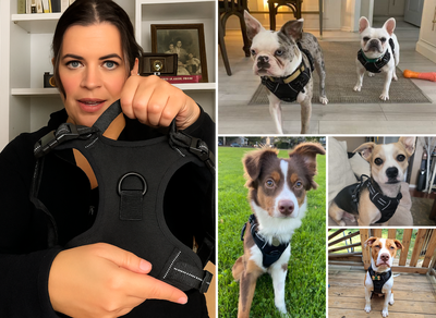 The Harness That Could Have Changed Everything