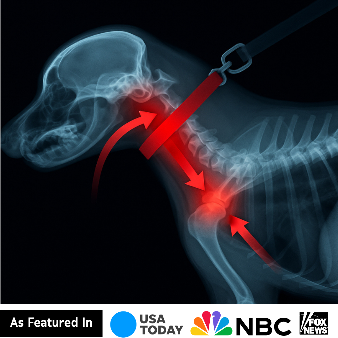 WARNING: 90% of Dog Owners Are Unknowingly Damaging Their Dogs Every Single Day (And Your Vet Won't Tell You Until It's Too Late)