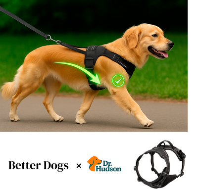 The Harness That Could Have Changed Everything