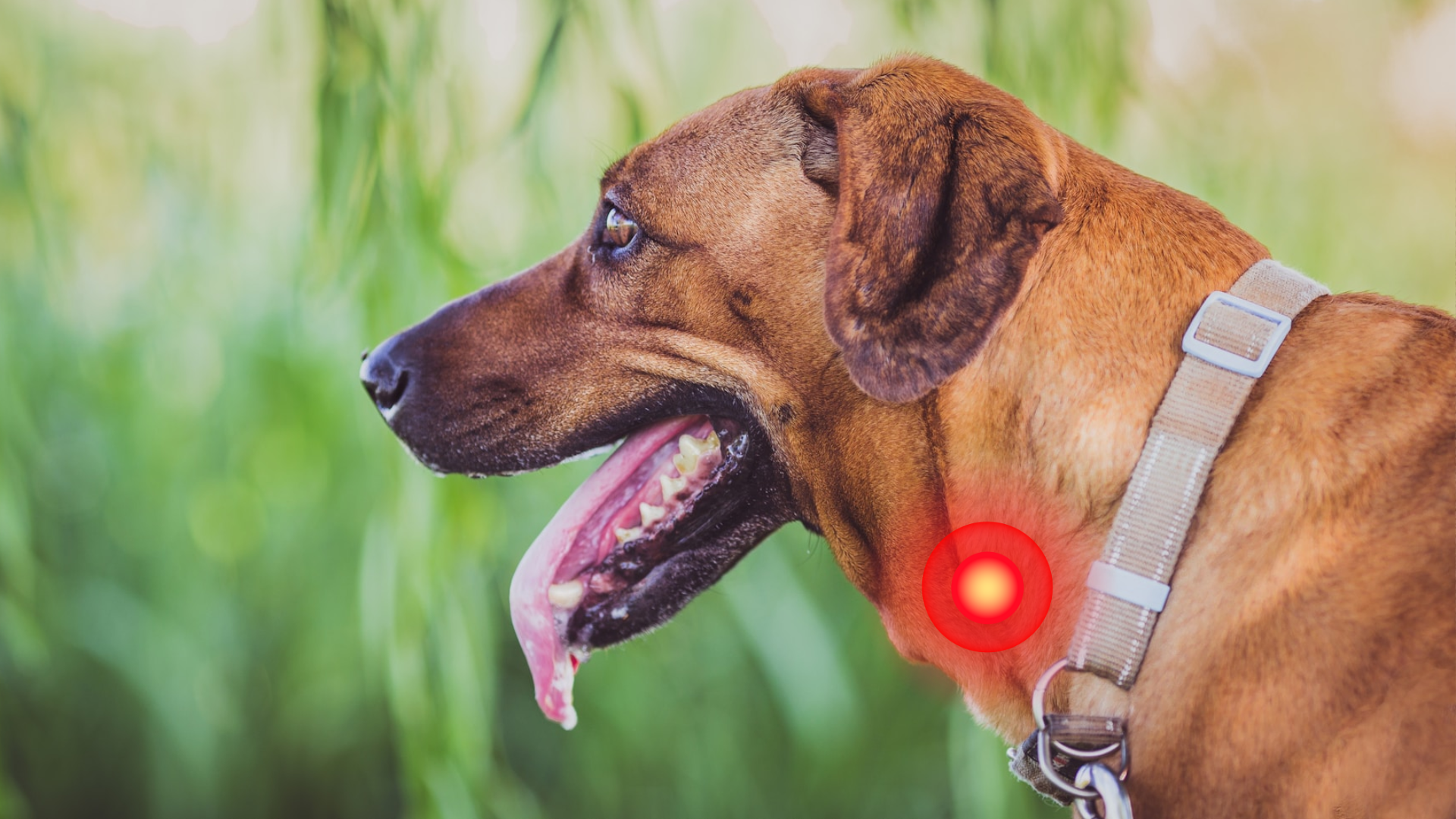 Golden retriever wearing BetterWalk harness with front-clip design highlighted