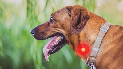 5. Salivary Gland and Circulation Damage: The Hidden Inflammation