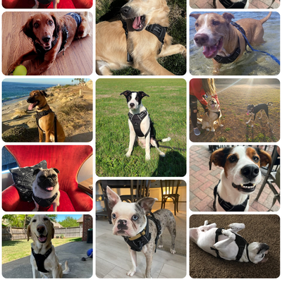 What Your Dog's Future Looks Like