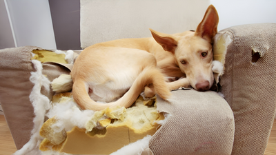 2. Thyroid Gland Destruction: Why Your Dog's Personality Is Changing