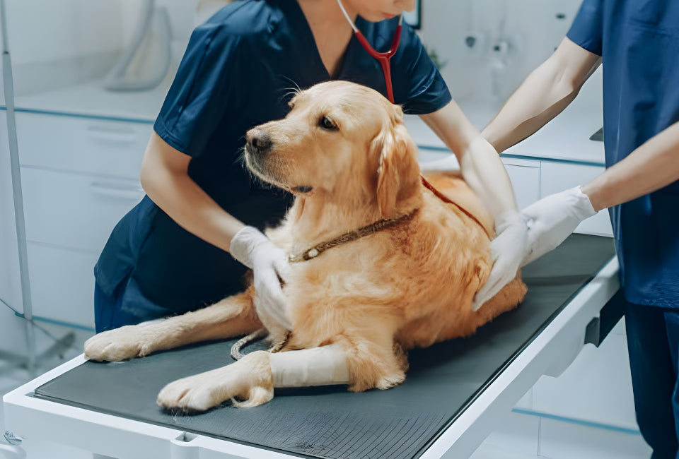 Vet comforting golden retriever at clinic