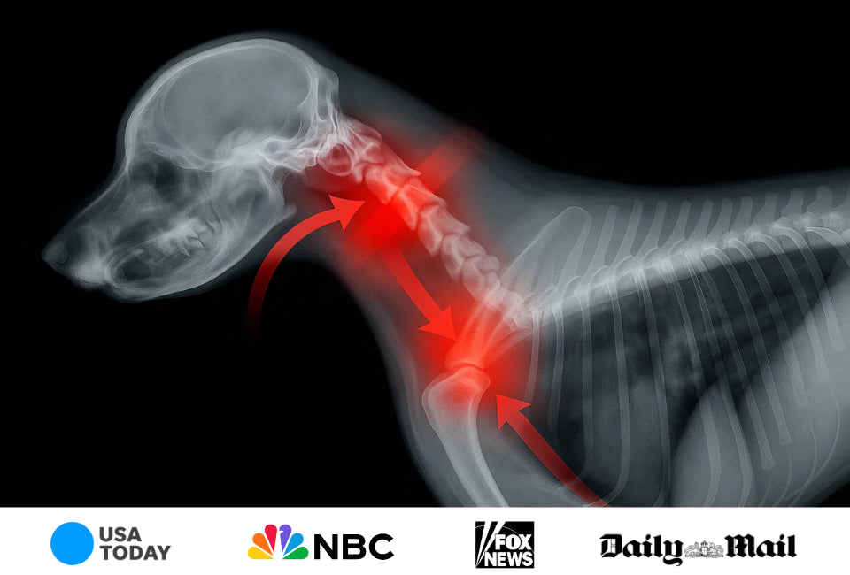 Collar pressure zones on dog's neck