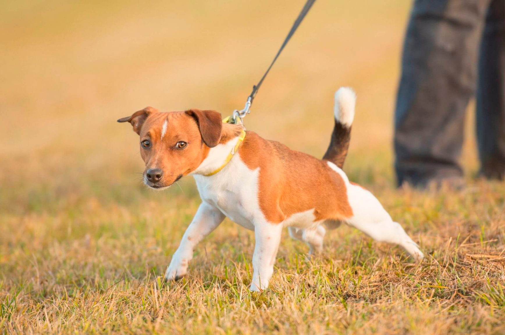Golden retriever wearing BetterWalk harness with front-clip design highlighted