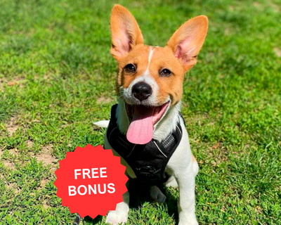 How to Get Your BetterWalk Harness