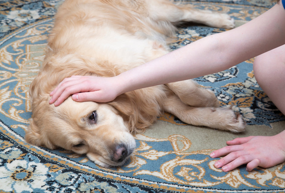 Owner holding her dog at vet
