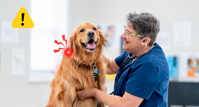 The Devastating Truth My Vet Finally Revealed