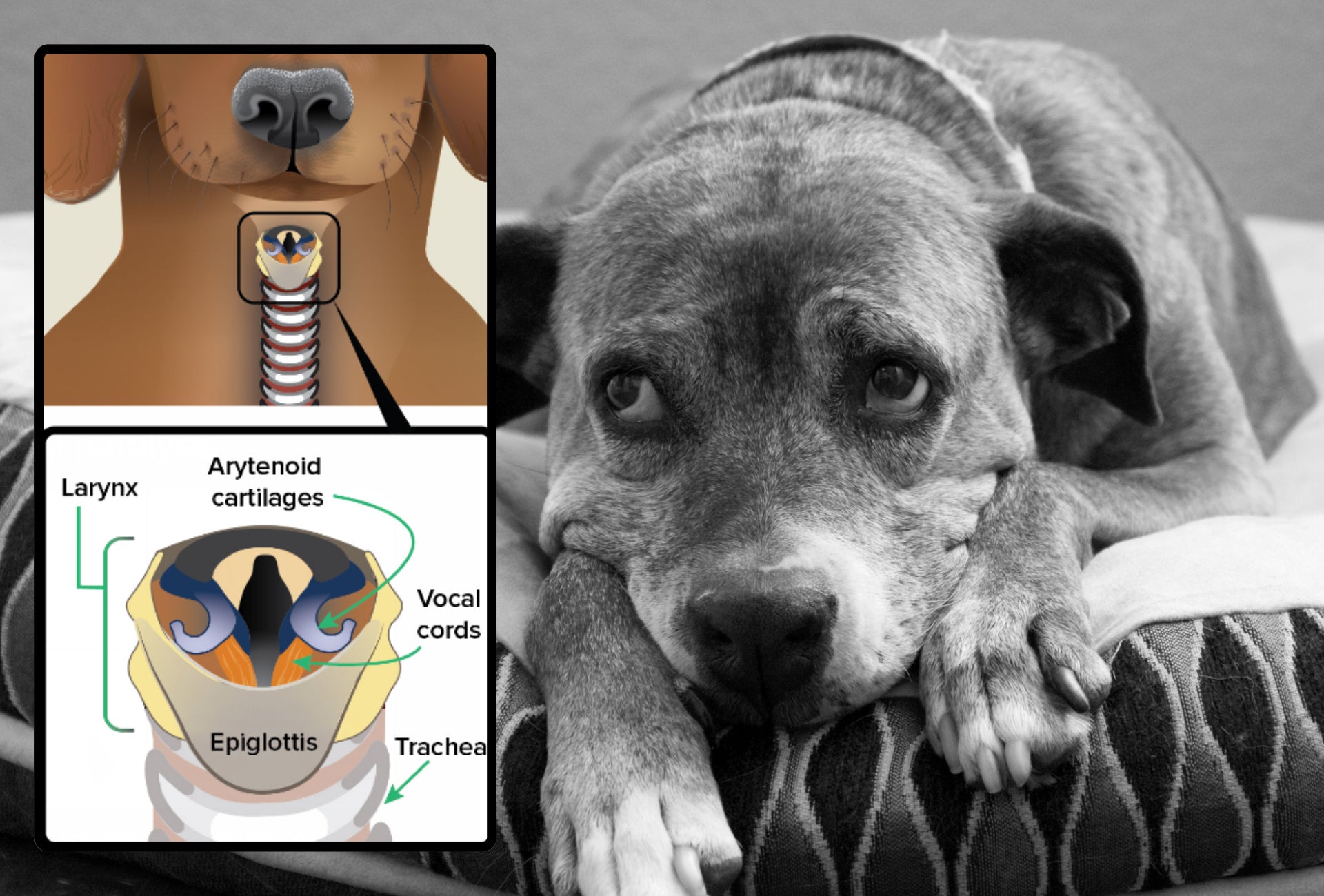 Canine airway diagram showing larynx