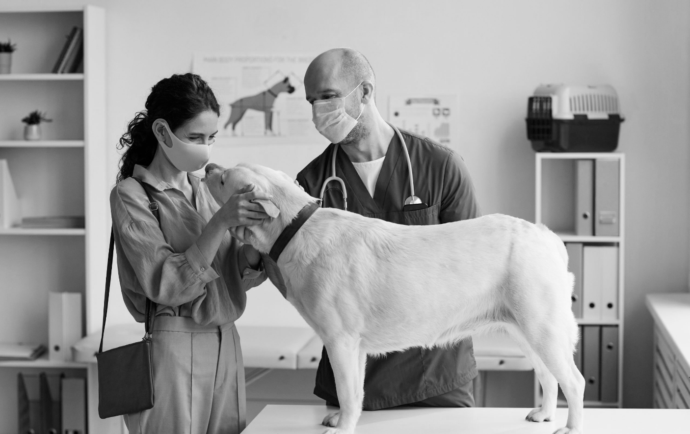 Golden retriever wearing BetterWalk harness with front-clip design highlighted