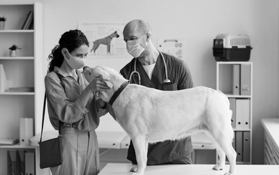 Why Your Vet Hasn't Told You This