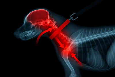 The Devastating Truth My Vet Finally Revealed